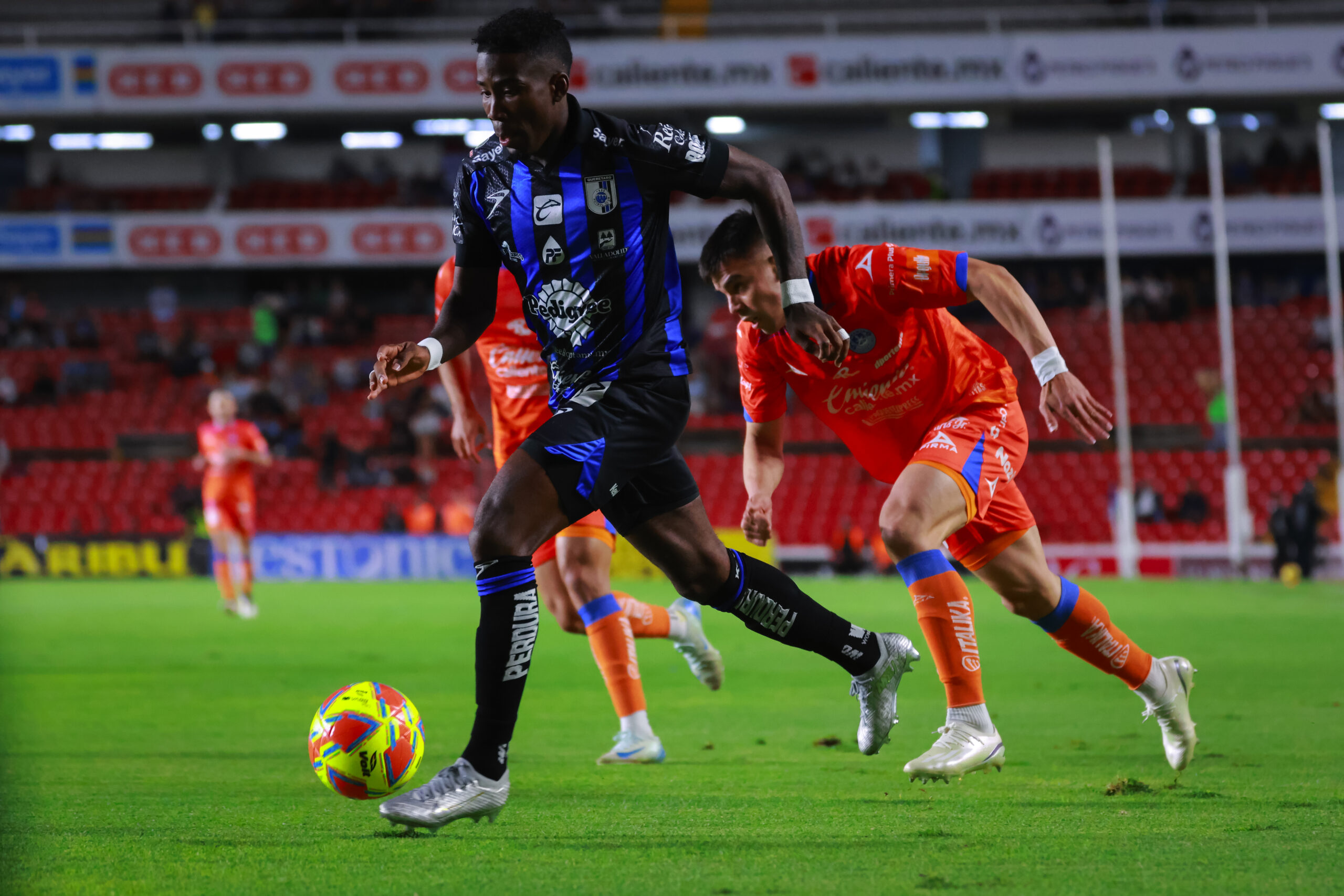 GALLOS AL ACECHO (1)