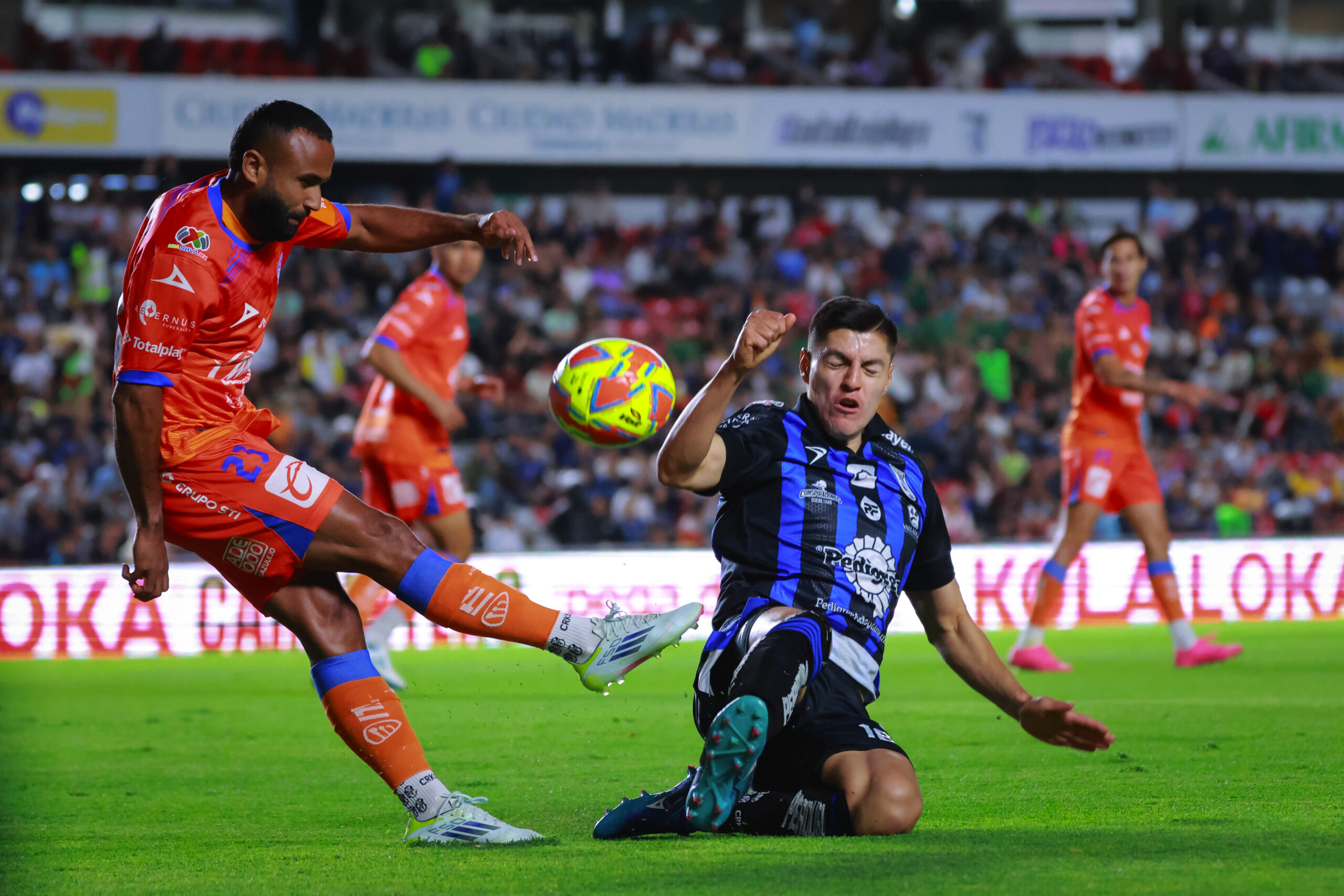 GALLOS AL ACECHO (2)