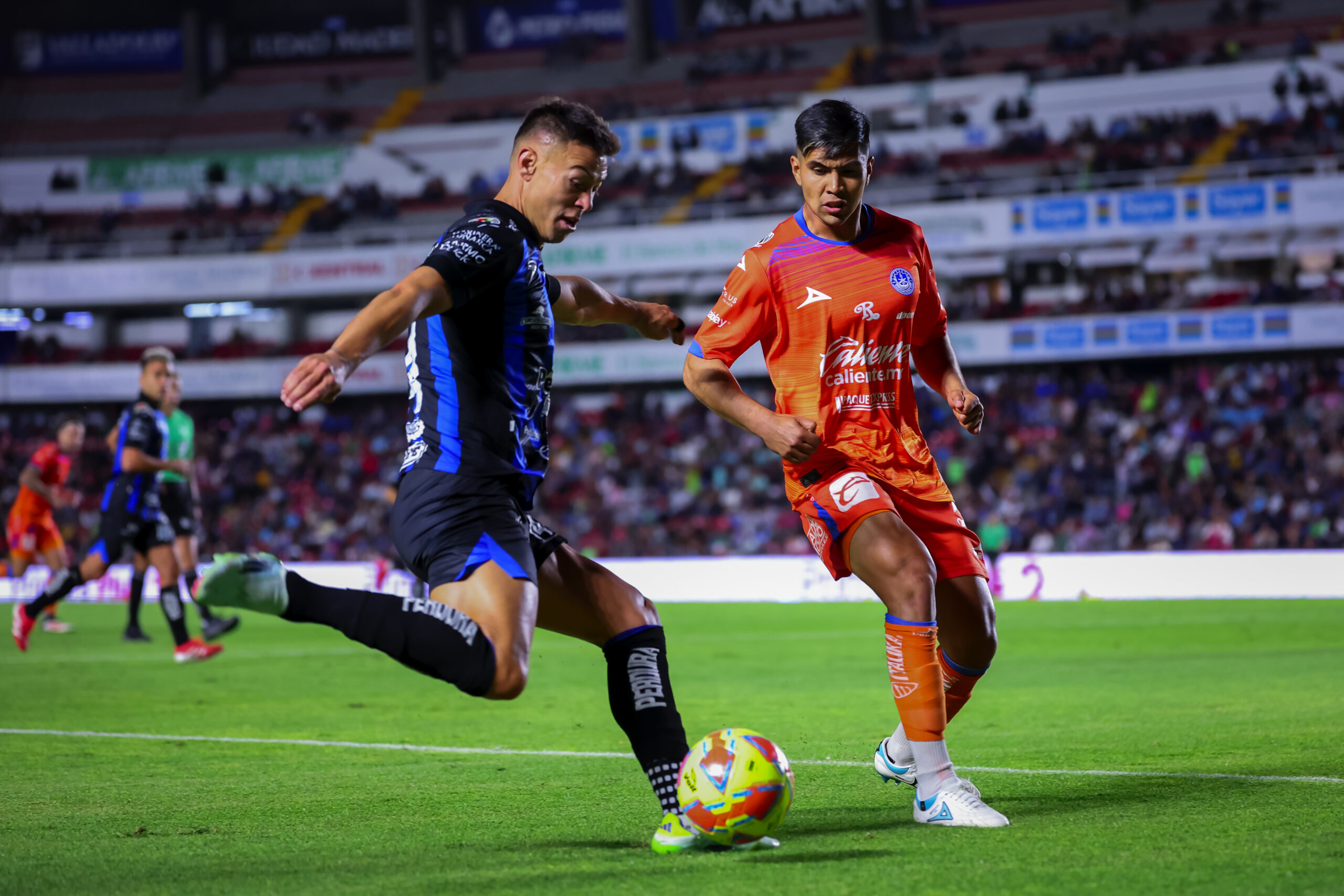 GALLOS AL ACECHO (4)