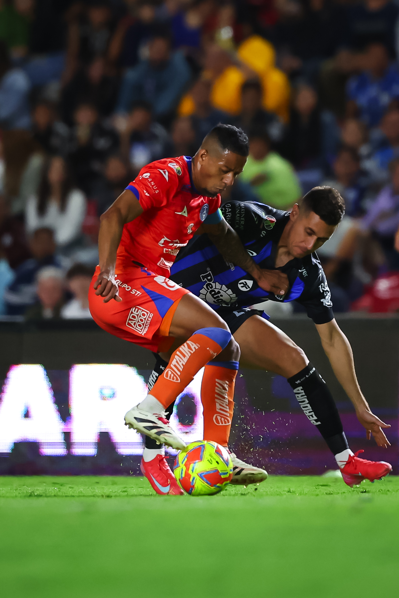 GALLOS AL ACECHO (5)