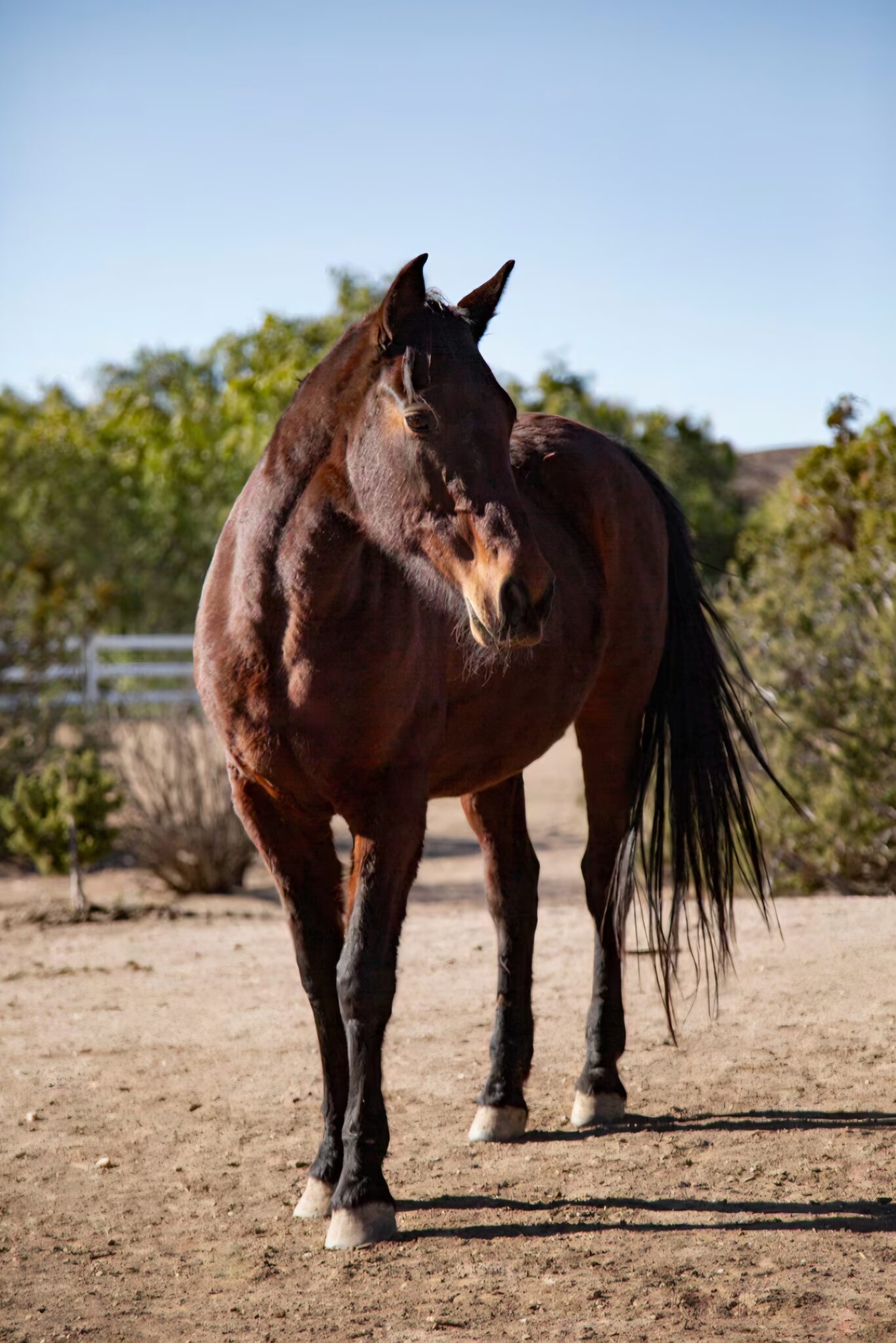 Confirman primer caso de gusano barrenador en San Juan del Río ...