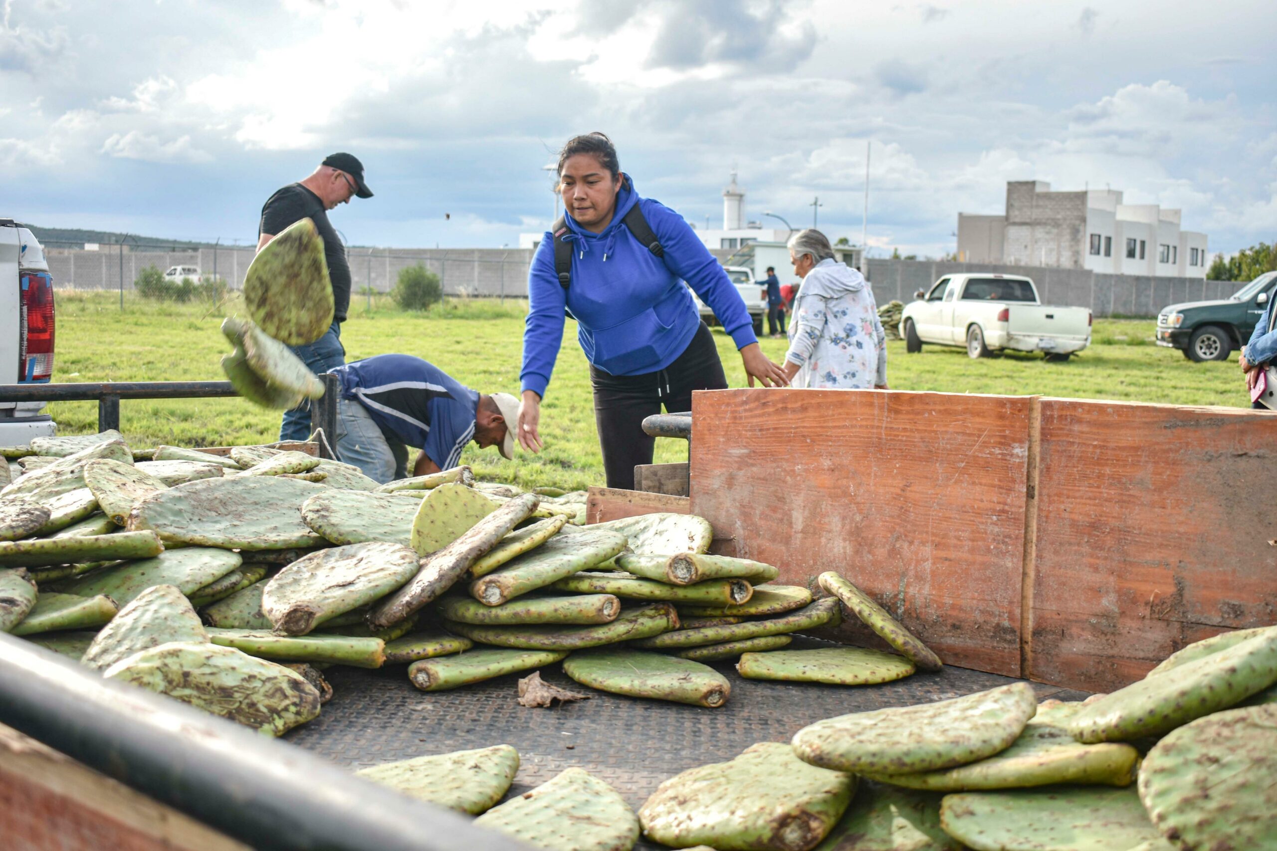 Entrega Corregidora plantas de nopal Copena a productores - Noticias de ...
